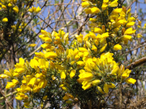 an abundance of roundish yellow flowers