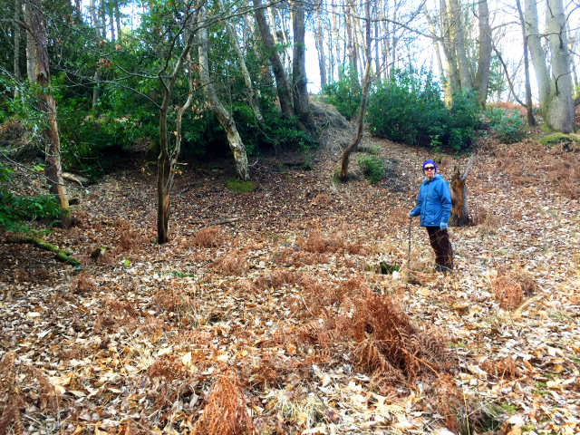 a woodland dell with dead leaves and bracken on the ground and some green growth on the surrounding trees